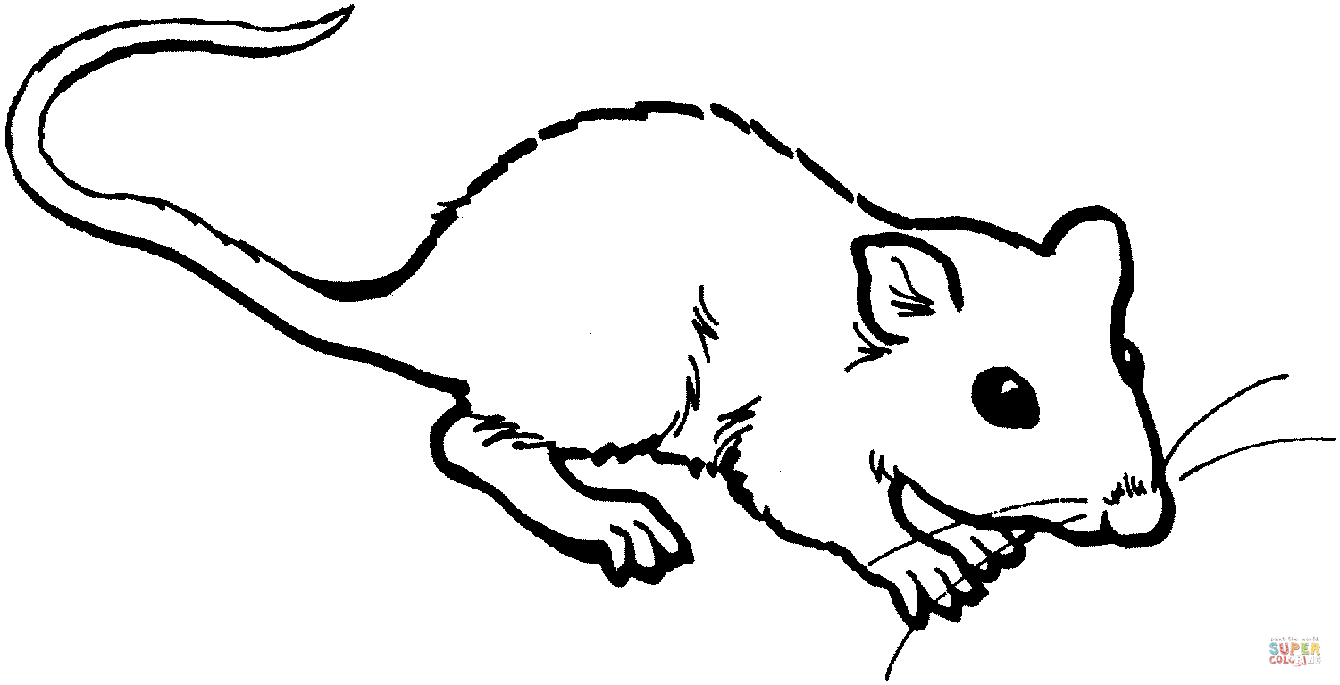 1500x767 Rat 4 Coloring Page Free Printable Coloring Pages