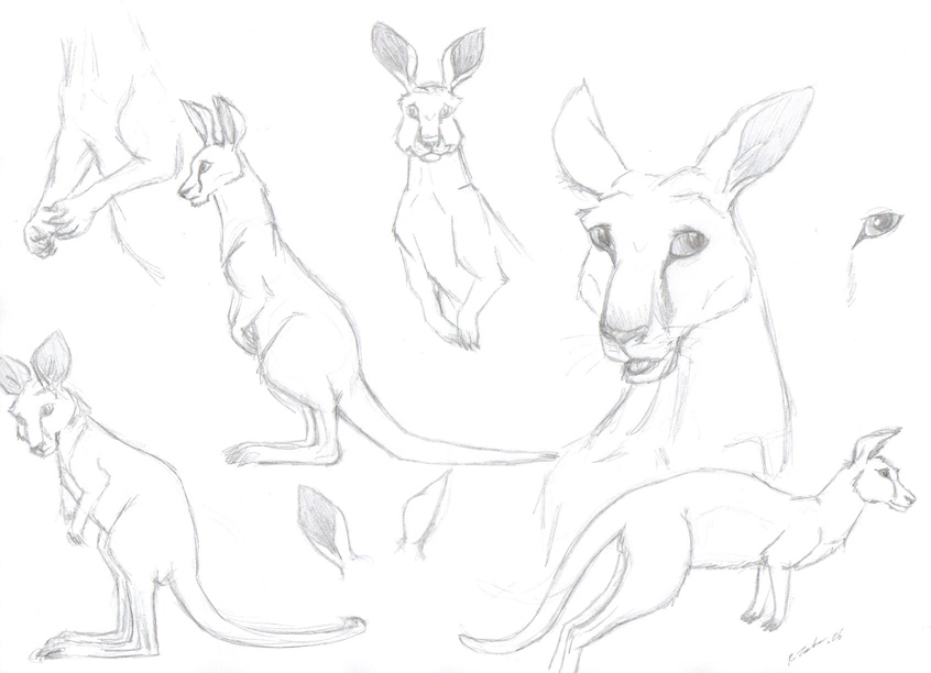 846x612 Kangaroo Sketches By Azerane