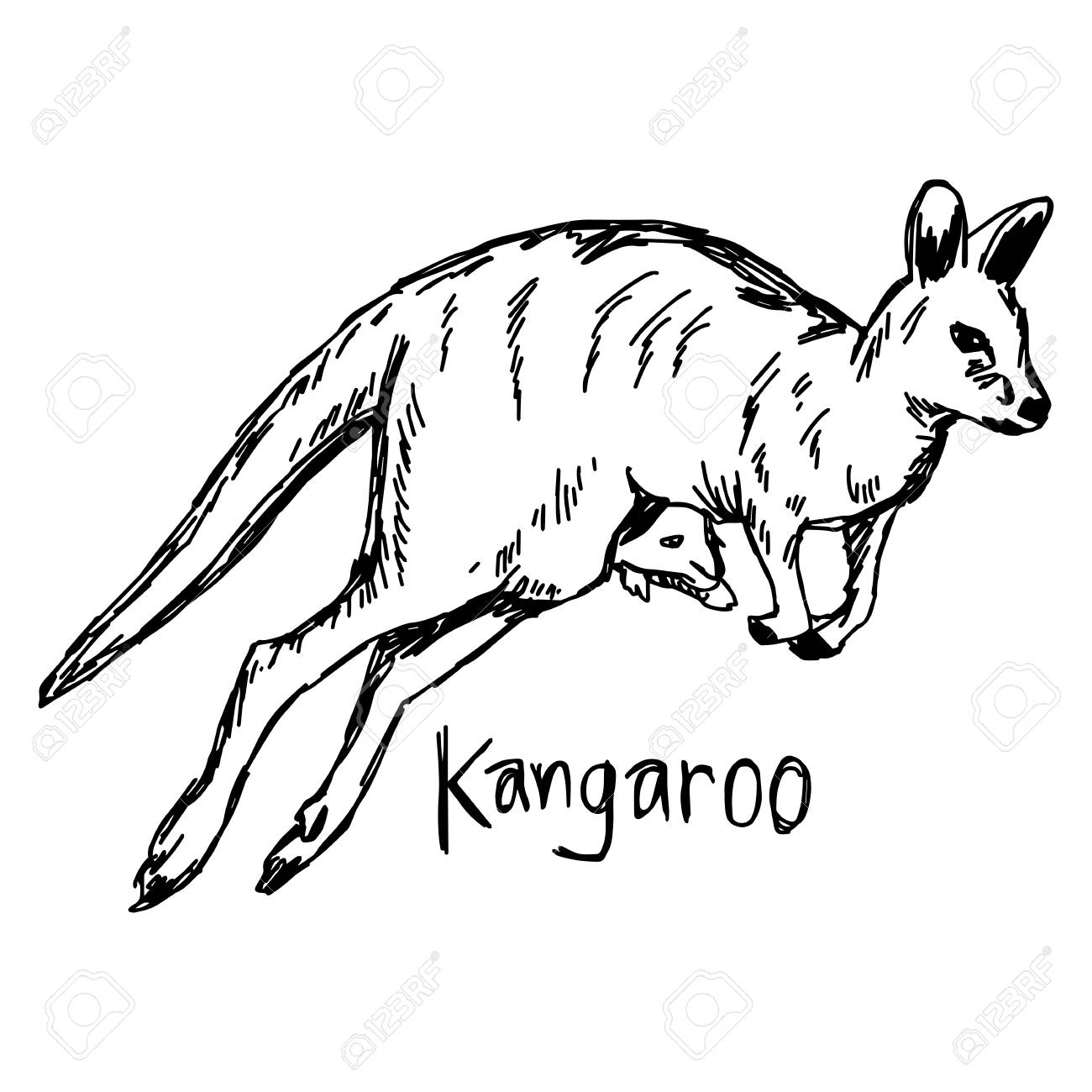 1300x1300 Kangaroo With Its Baby In The Pocket