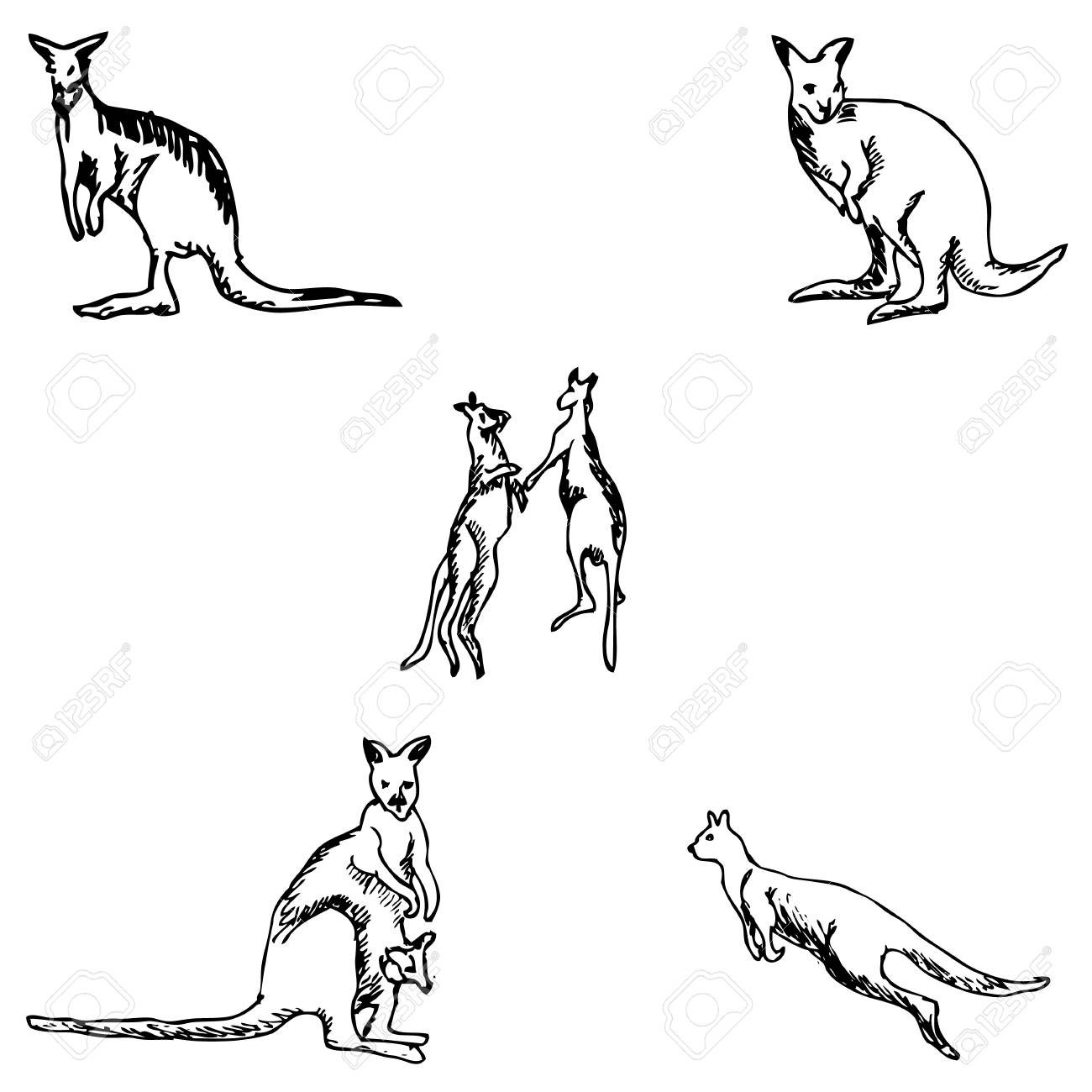 1300x1300 Kangaroo. A Sketch By Hand. Pencil Drawing. Vector Image Royalty