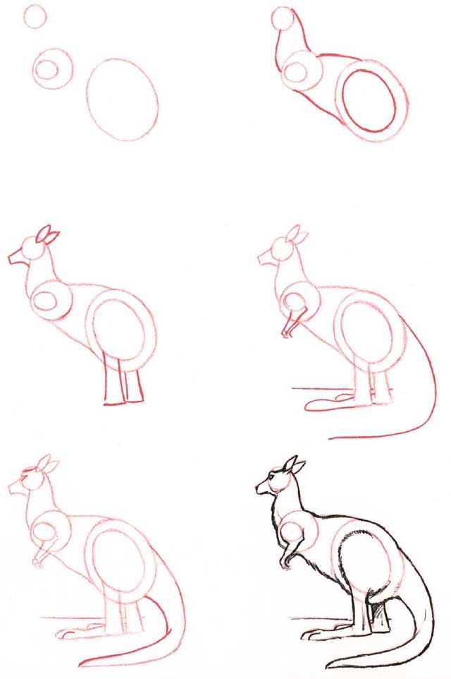 640x962 Learn To Draw Kangaroo