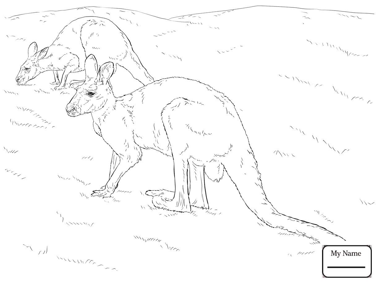 1223x917 Coloring Pages For Kids Cute Kangaroo With A Joey Mammals
