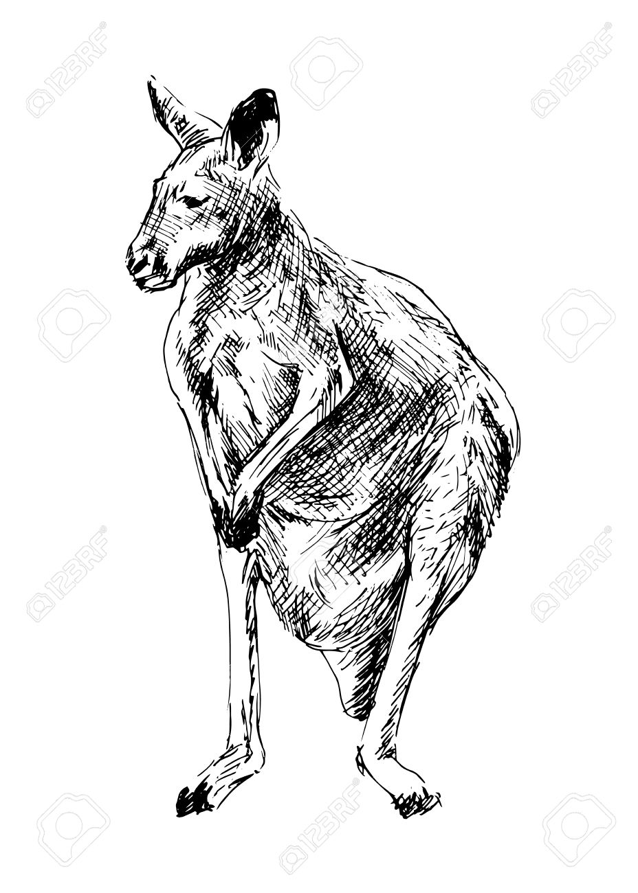 928x1300 Drawing Of A Kangaroo Vector Illustration Royalty Free Cliparts