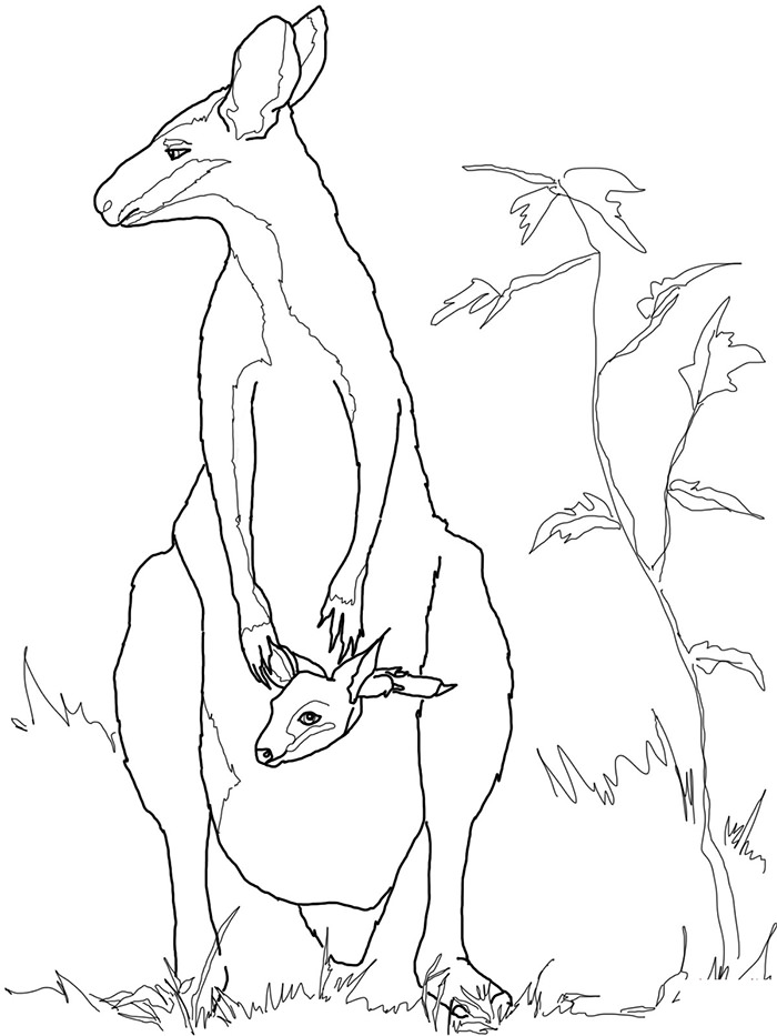 700x933 Drawn Kangaroo Australian Kangaroo