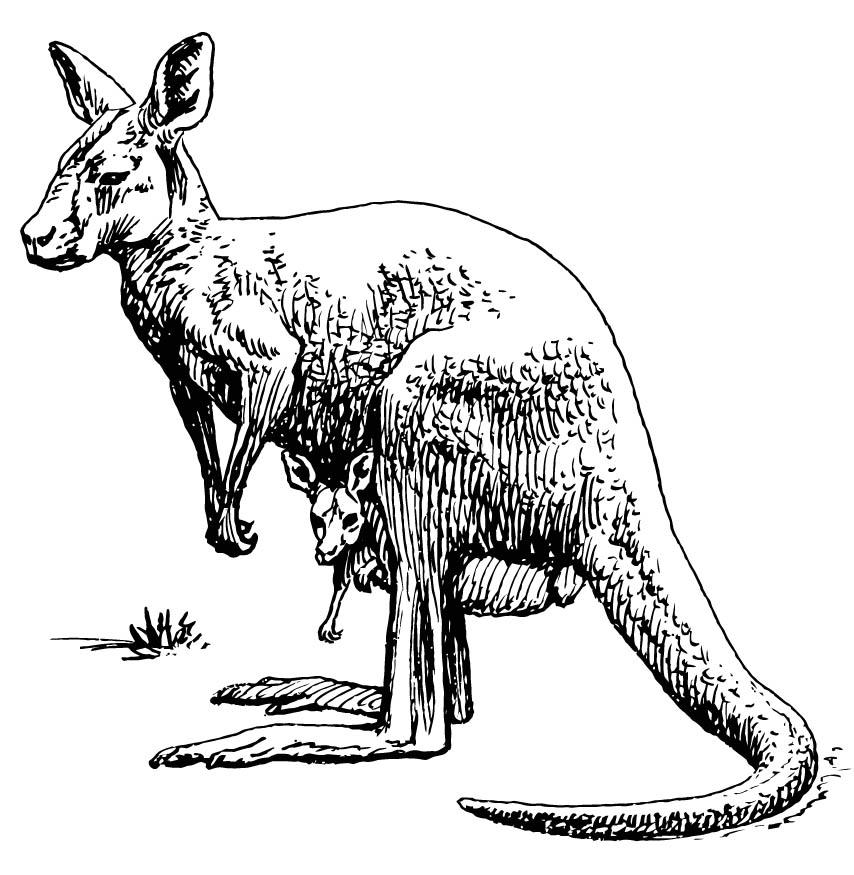 854x875 Coloring Page Kangaroo