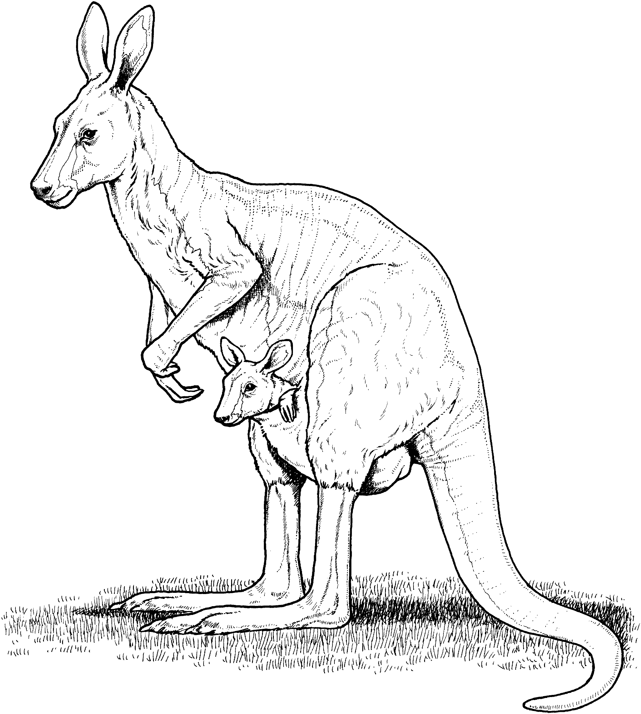 2116x2357 Free Kangaroo Coloring Pages