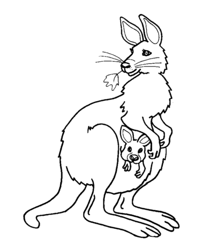 670x820 Instructive Kangaroo Coloring Pages Free Printable For Kids