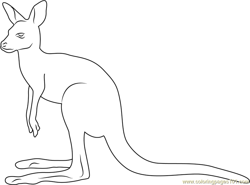 800x593 Kangaroo Look Up Coloring Page