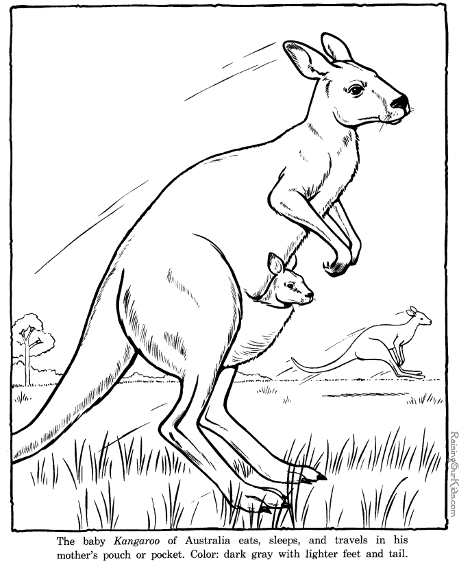 670x820 Kangaroos And Bunnies