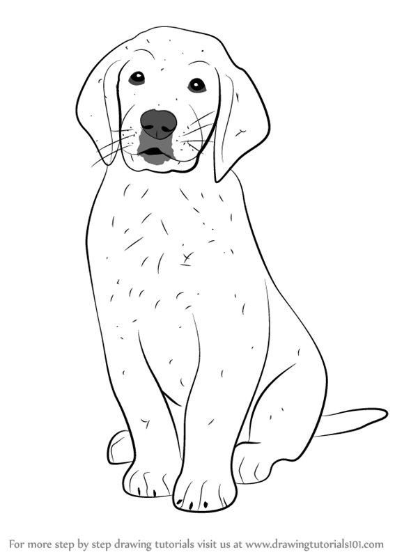 567x800 Learn How To Draw Golden Retriever Puppy (Dogs) Step By Step