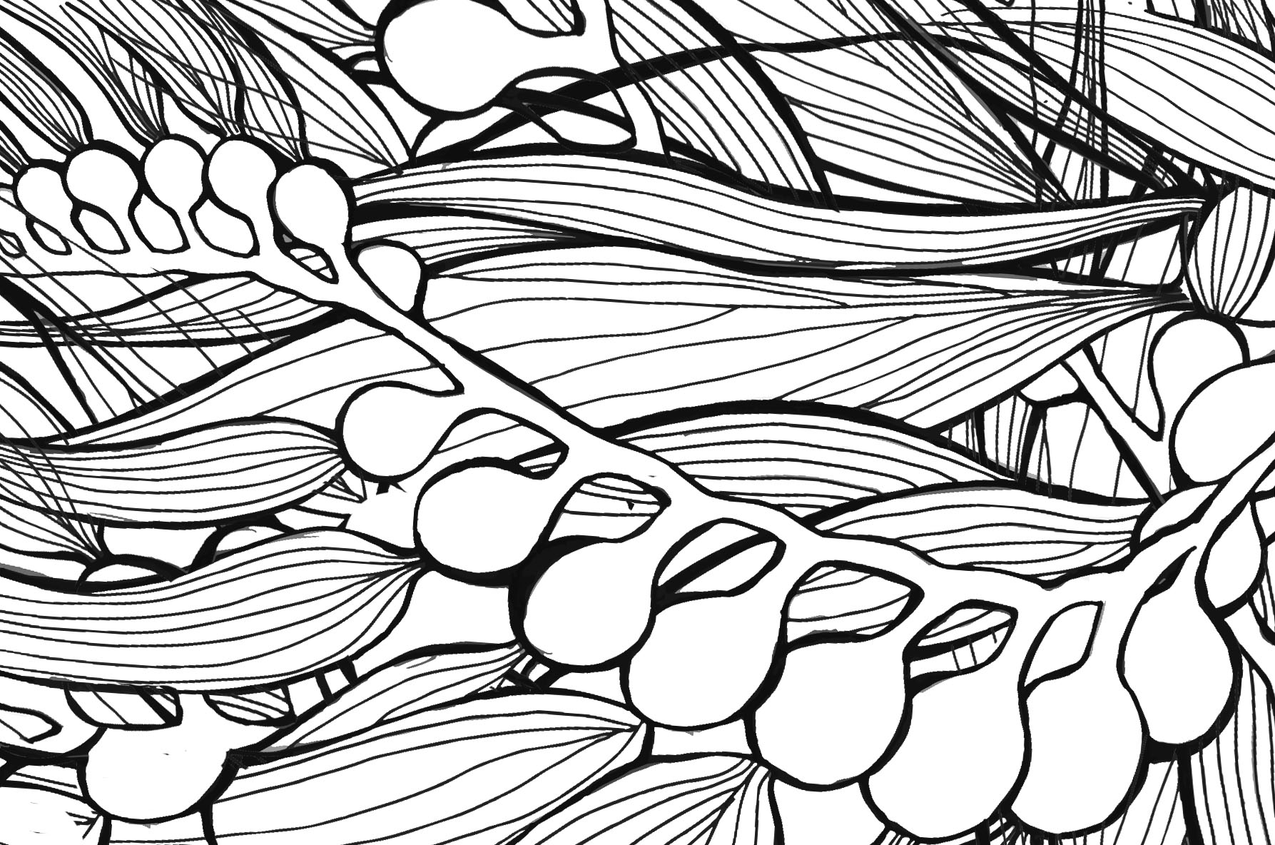 1787x1184 Bull Kelp Drawing