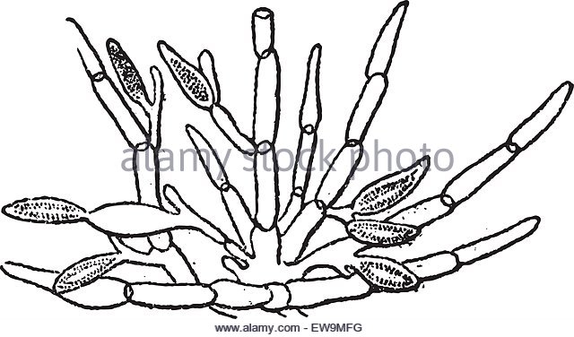 640x376 Laminariales Stock Photos Amp Laminariales Stock Images