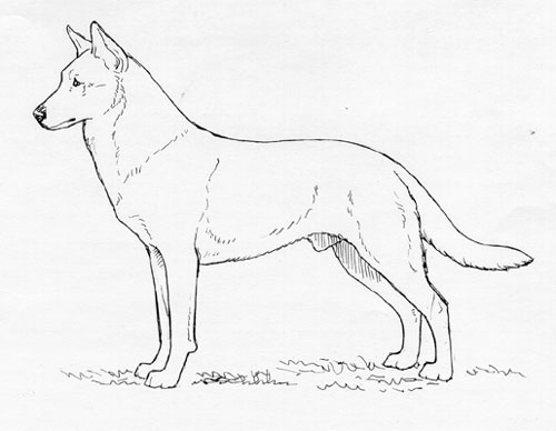 500x388 Breed Standards Carolina Dog United Kennel Club (Ukc)