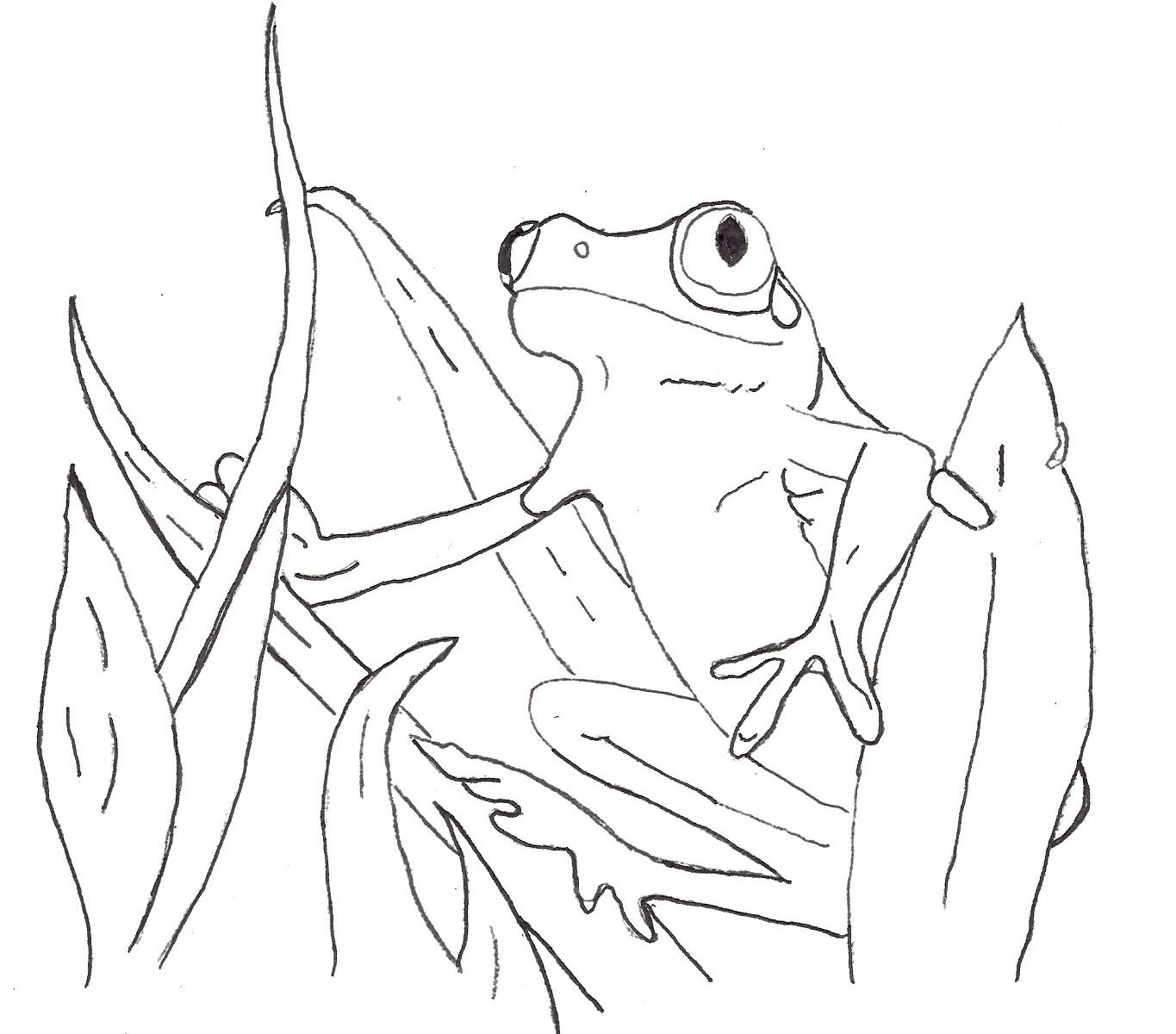 1365x1200 Kermit The Frog Is Standing Coloring Page Free Realistic