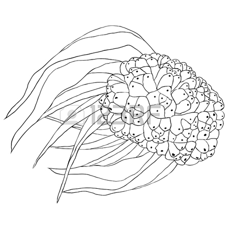 450x450 103 Pandan Stock Vector Illustration And Royalty Free Pandan Clipart