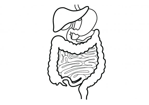 618x437 Black And White Medical Diagram Digestive System Colouring Pages