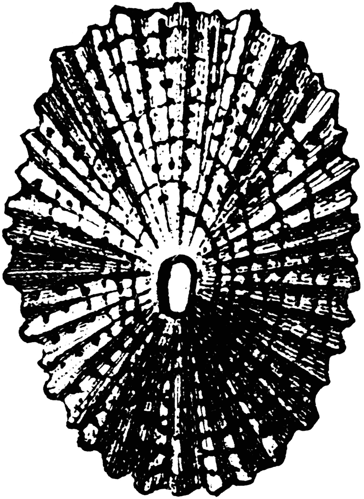 747x1024 Shell Of Keyhole Limpet Clipart Etc