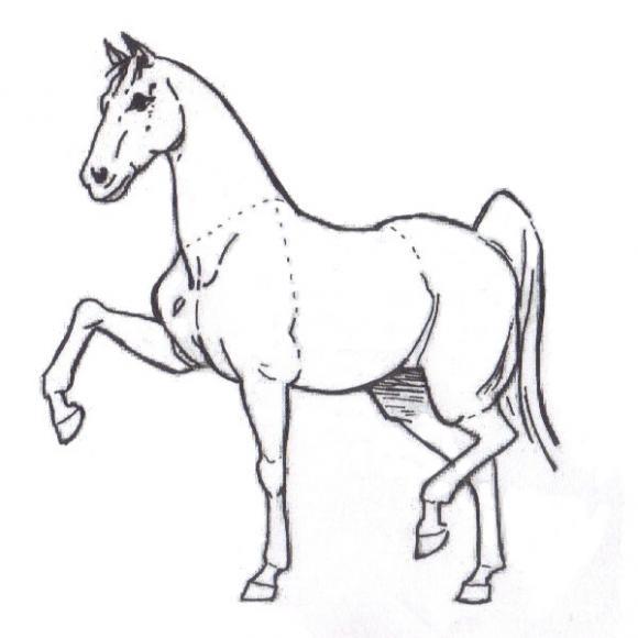 580x580 Color Pages For Kids. How To Draw A Horse Step By Step Penciling