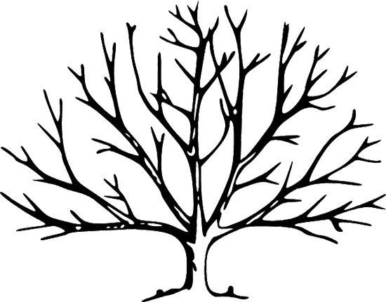 550x430 Printable Tree Without Leaves Coloring Page Trees