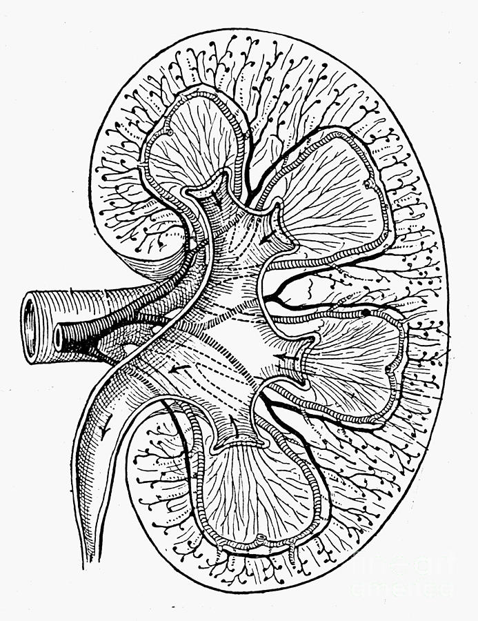 693x900 Human Kidney Photograph By Granger