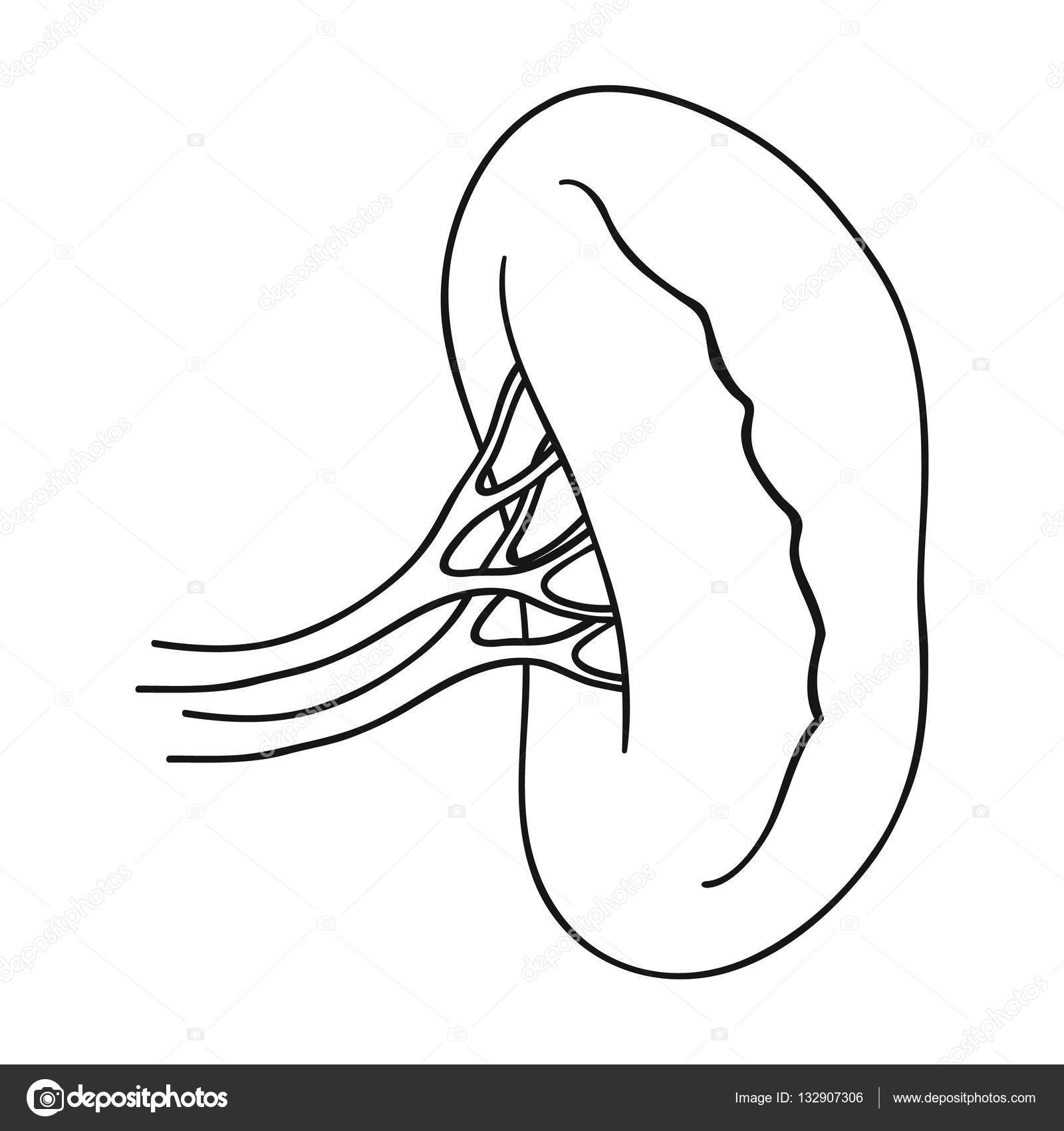 1600x1700 Human Kidney Icon In Outline Style Isolated On White Background