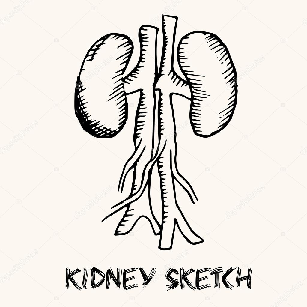 1024x1024 Human Kidney Sketch Stock Vector Chocostar