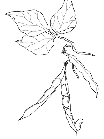 360x480 Kidney Beans Coloring Page Free Printable Coloring Pages