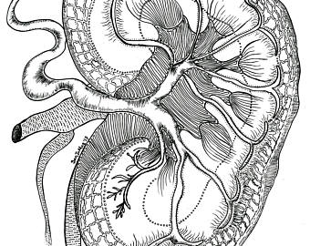 340x270 Kidney Illustration Etsy