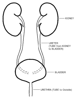 250x321 Why Do Recurrent Uti's Matter National Kidney Federation