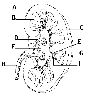 Kidney Drawing at GetDrawings | Free download