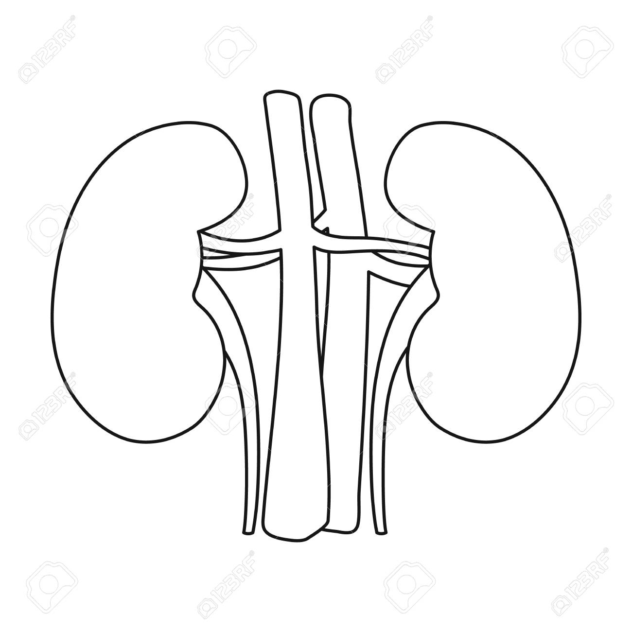 Kidneys Drawing at GetDrawings | Free download
