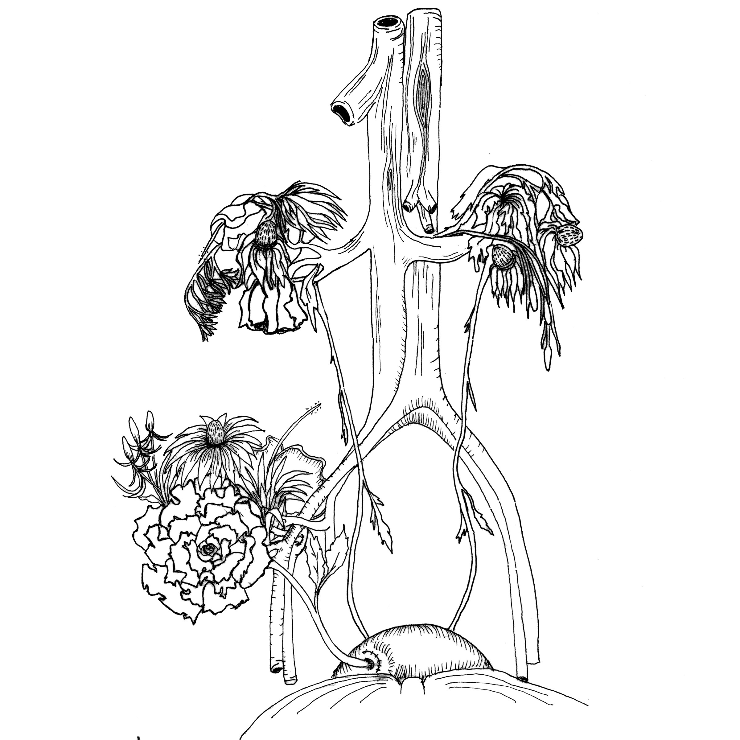 2400x2400 Kidney Sketch Katerina Caballero