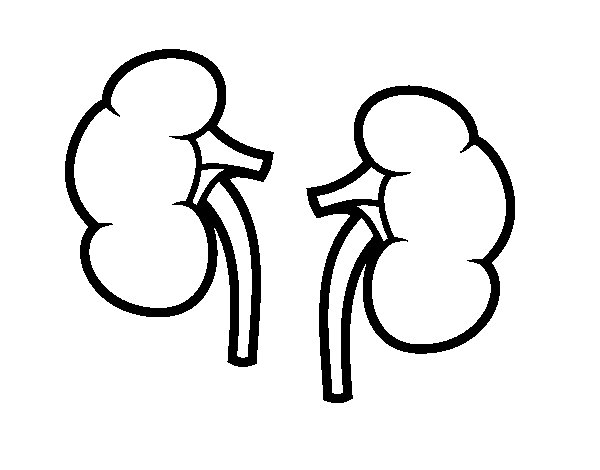 600x470 Kidneys Coloring Page