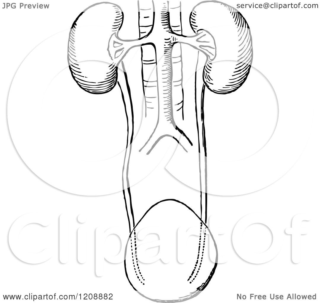 1080x1024 Clipart Of Vintage Black And White Human Kidneys