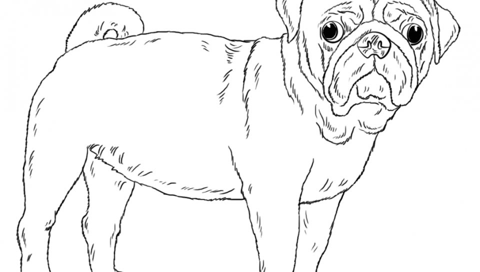 960x544 Cute Pug Dog Coloring Page Free Printable Pictures To Color