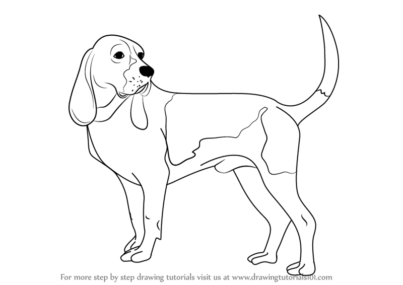 800x566 Learn How To Draw A Hound Dog (Dogs) Step By Step Drawing Tutorials