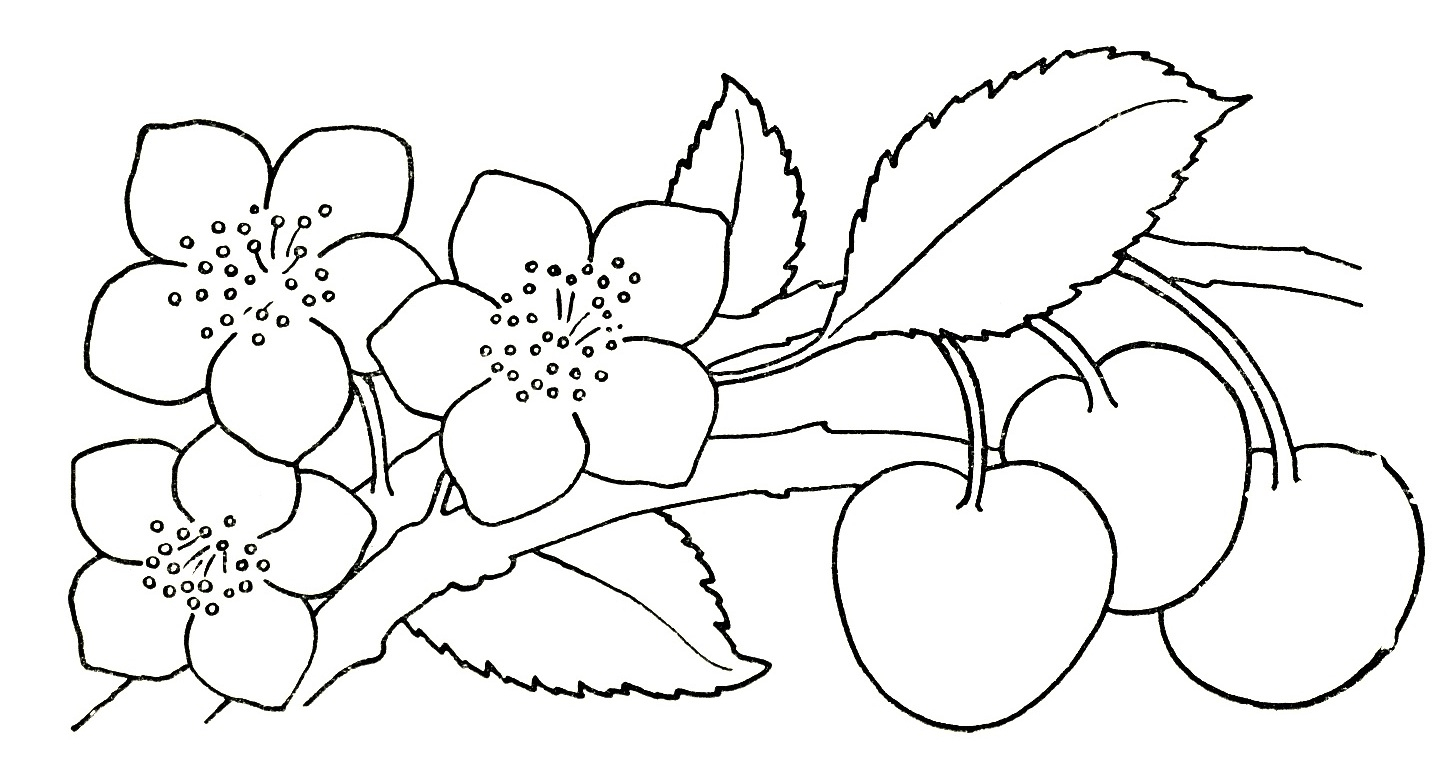 1445x771 Drawing Pictures Of Flowers For Kids