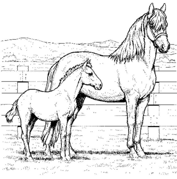 705x709 Free Printable Horse Coloring Pages For Kids
