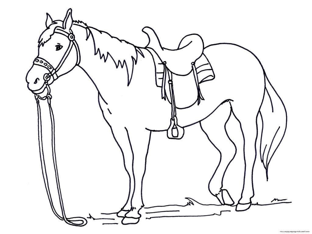 1024x768 Good Horse Coloring Pages For Kids Photograph Unknown