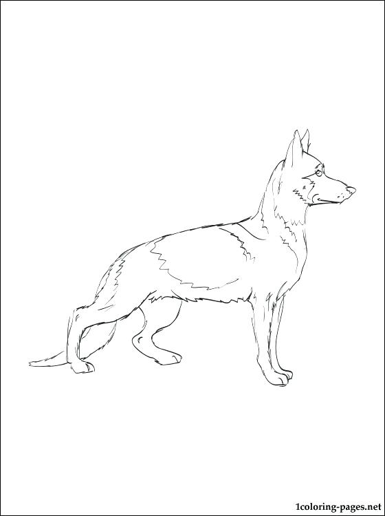 560x750 Beautiful German Shepherd Coloring Page Kids Pages Dog Sketch