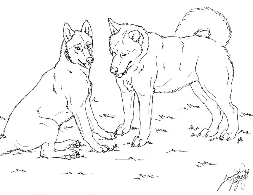 854x658 Free Husky Dog Coloring Pages Printable For Kids Realistic Best