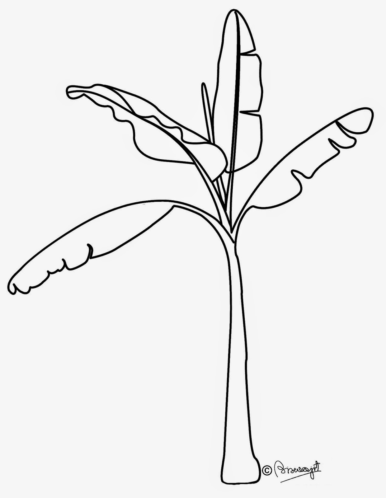 1240x1600 Printable Tree Coloring Pages Pictures Of Banana Trees To Download