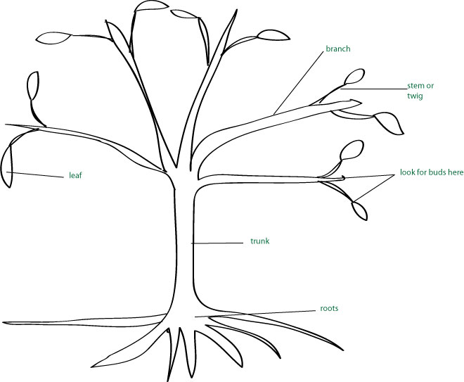 660x543 Tree Parts