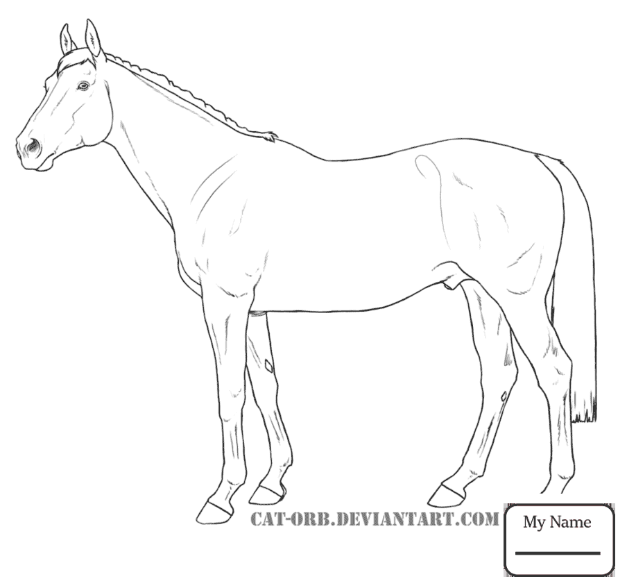 904x847 Coloring Pages For Kids Horses Mammals Heavy Warmblood Mare