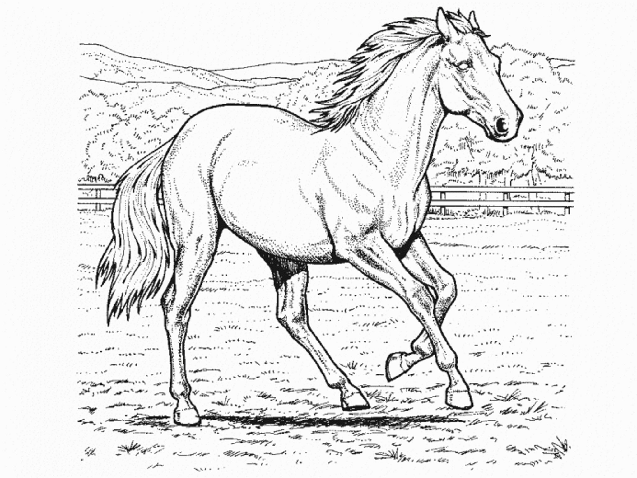 2048x1537 Horse Coloring Pages For Kids
