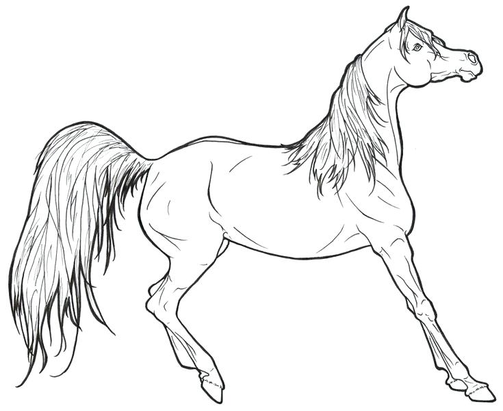 735x600 Coloring Horse Pages The Horse Coloring Book Is The Perfect Gift