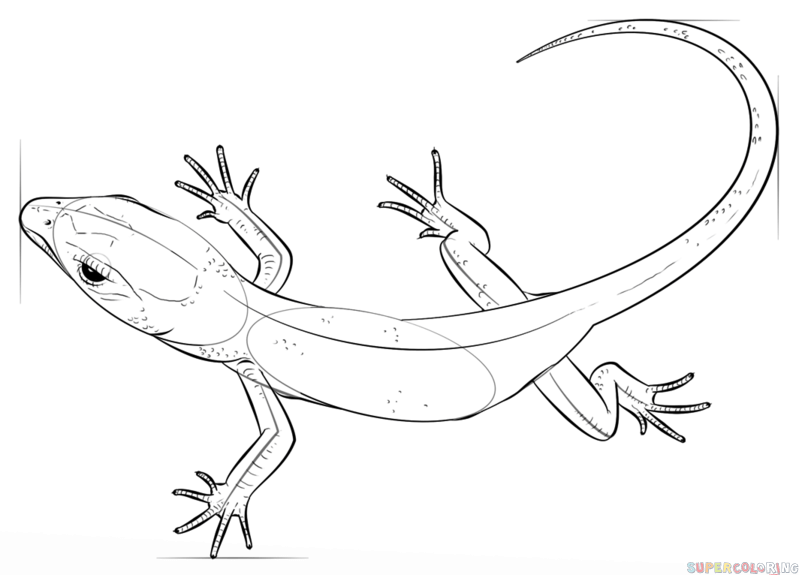 799x575 How To Draw A Realistic Lizard Step By Step Drawing Tutorials