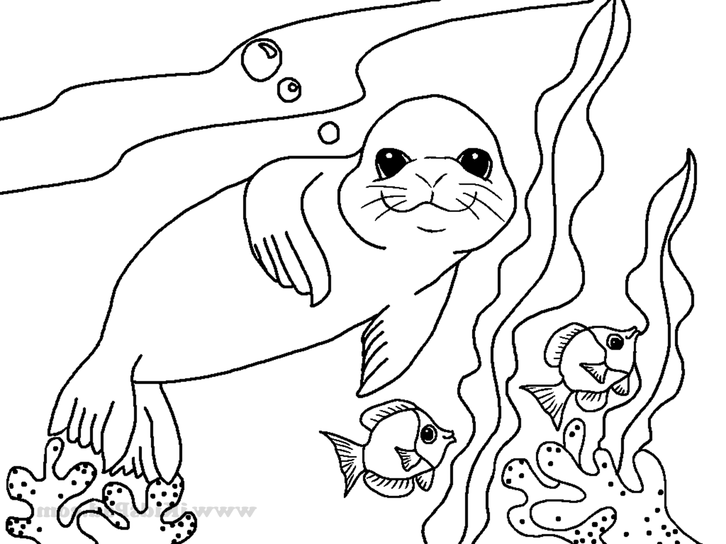 1024x768 Sea Lions Swim Together Fish Sea Lions Kids Net