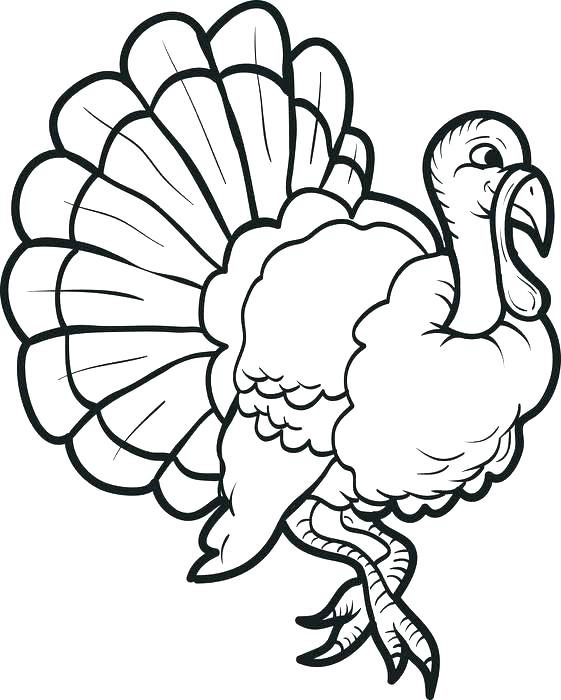 561x700 Colored Turkey Pictures Original Thanksgiving Turkey Drawing Image