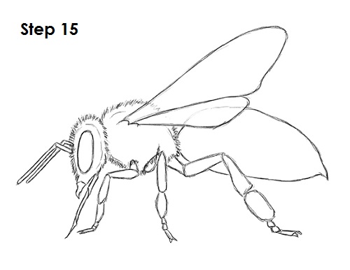 500x386 How To Draw A Bee